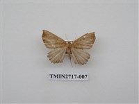 藏品(尺蛾268)的圖片